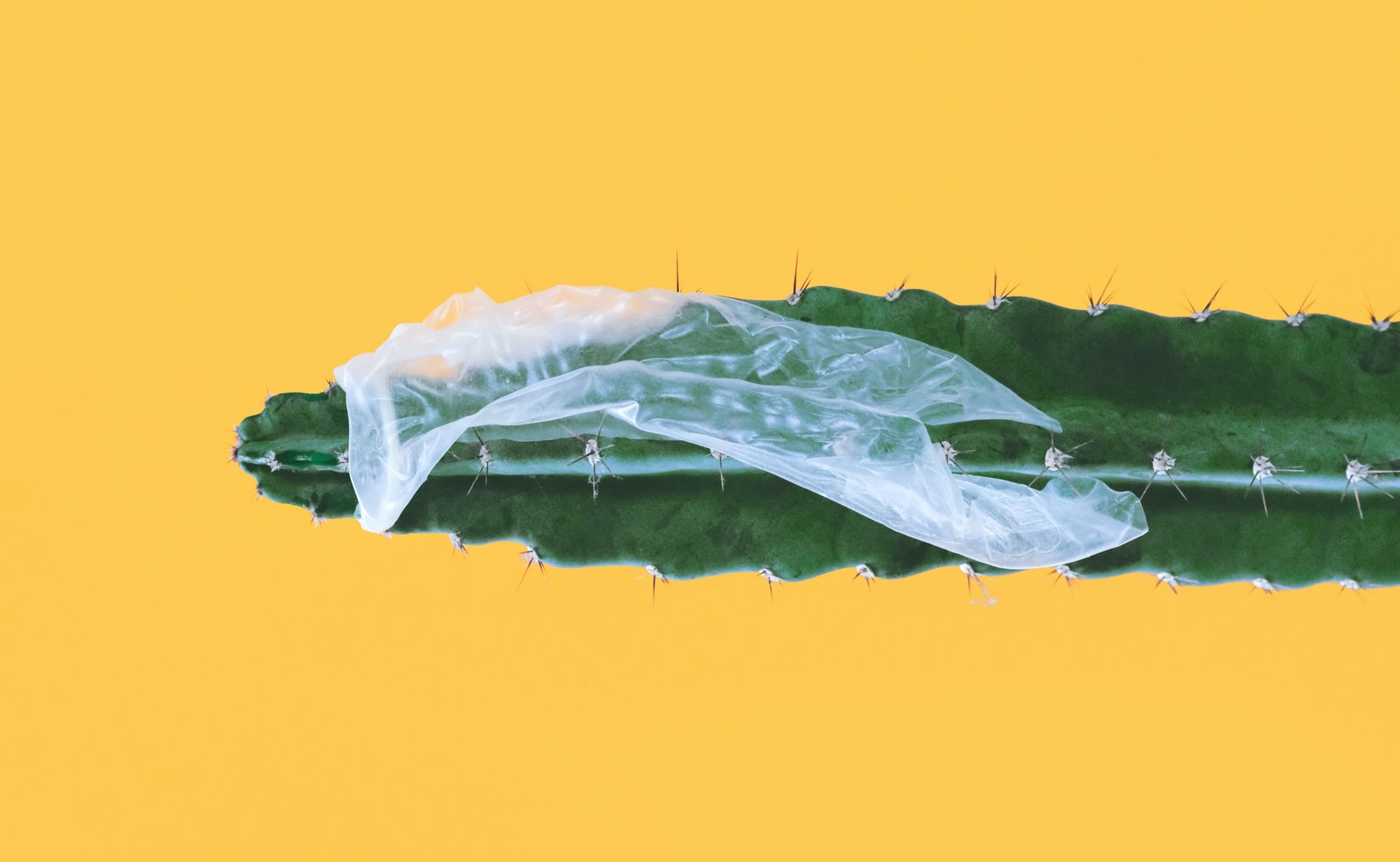 Ødelagt kondom satt fast over kaktus